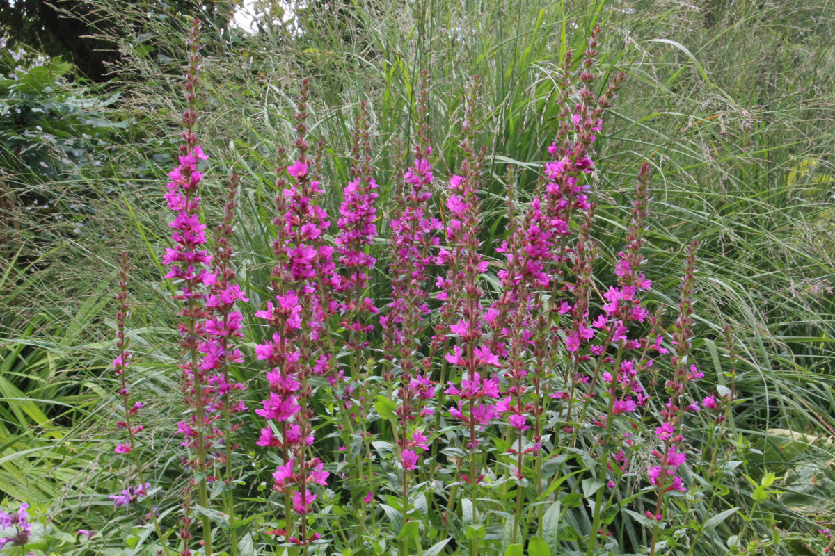 Lythrum salicaria 'Robin' – Ballyrobert Gardens