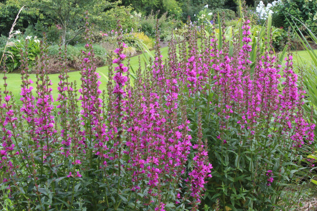 Lythrum Lythrum salicaria 'Robin' – Ballyrobert Gardens