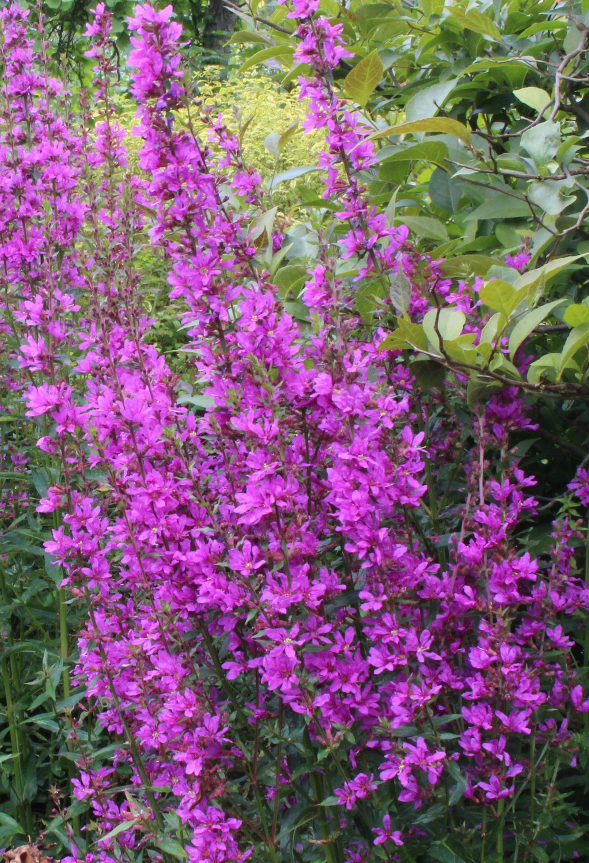 Lythrum virgatum 'Dropmore Purple' – Ballyrobert Gardens