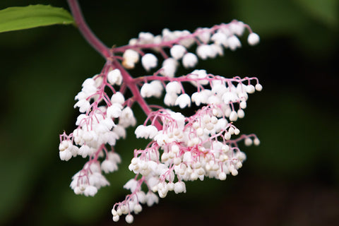 Maianthemum oleraceum