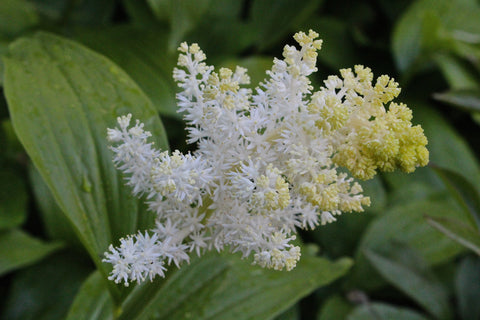 Maianthemum racemosum