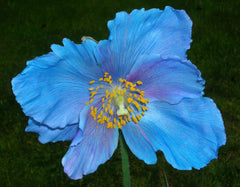 Meconopsis (Fertile Blue Group) 'Lingholm'