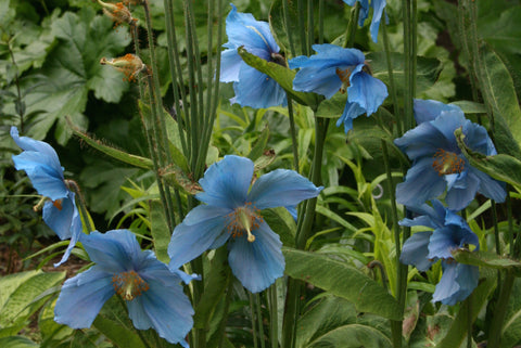 Meconopsis (Fertile Blue Group) 'Lingholm'
