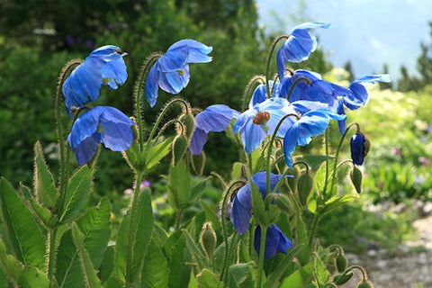 Meconopsis x sheldonii ambig.