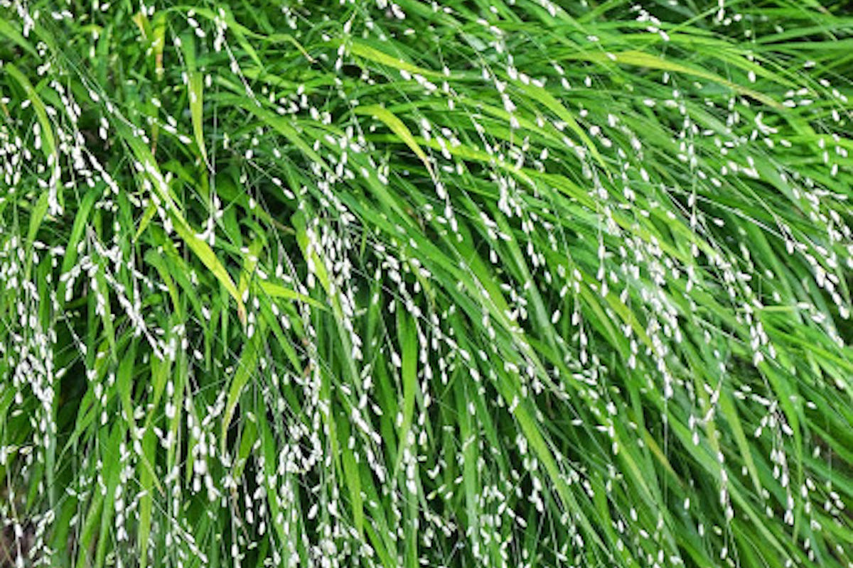 Melica uniflora f. albida – Ballyrobert Gardens