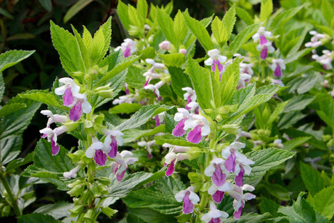 Melittis melissophyllum 'Royal Velvet Distinction'