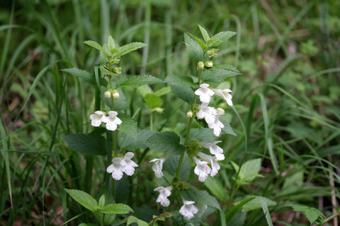 Melittis melissophyllum subsp. albida