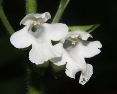 Melittis melissophyllum subsp. albida