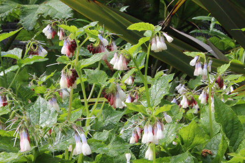 Mertensia paniculata var. subcordata