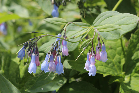 Mertensia virginica