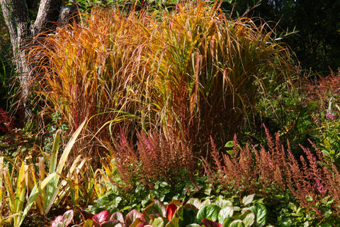 Miscanthus 'Purpurascens'