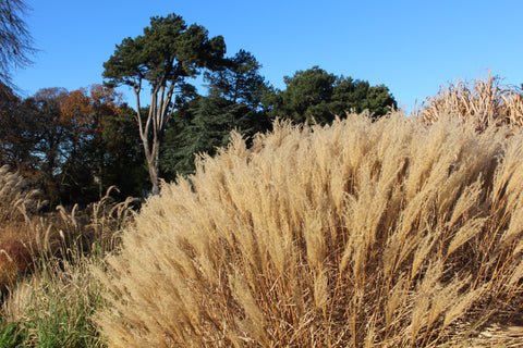 Miscanthus sinensis 'Adagio'