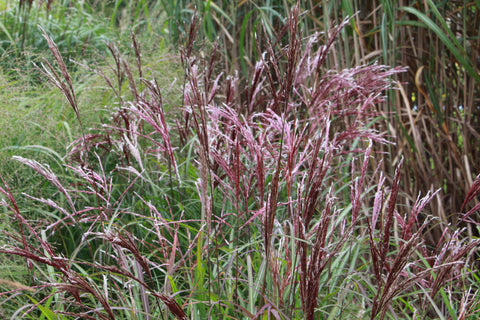 Miscanthus sinensis 'China'