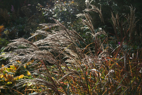 Miscanthus sinensis 'Ferner Osten'