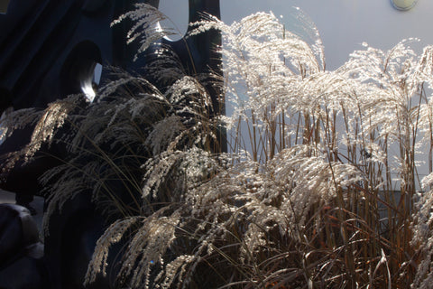 Miscanthus sinensis 'Flamingo'