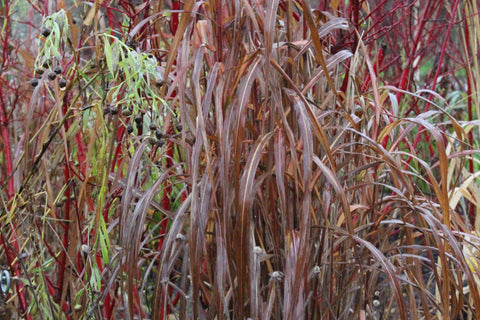 Miscanthus sinensis 'Ghana'