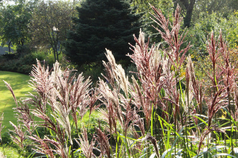 Miscanthus sinensis 'Malepartus'