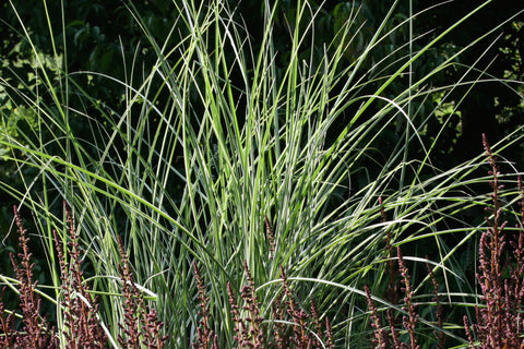 Miscanthus sinensis 'Morning Light'