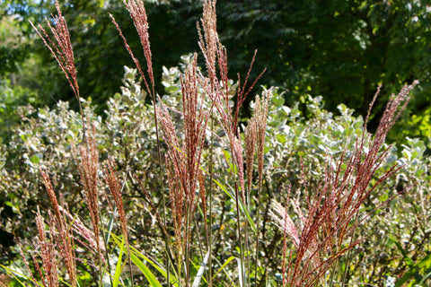 Miscanthus sinensis 'Red Chief'