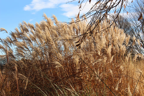 Miscanthus sinensis 'Silberfeder'