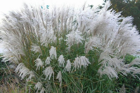 Miscanthus sinensis 'Grosse Fontäne'