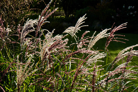 Miscanthus sinensis 'Kleine Fontäne'