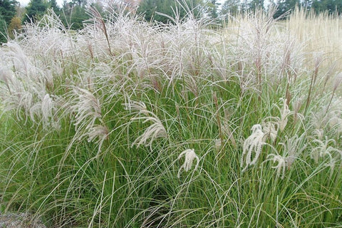 Miscanthus sinensis 'Sarabande'