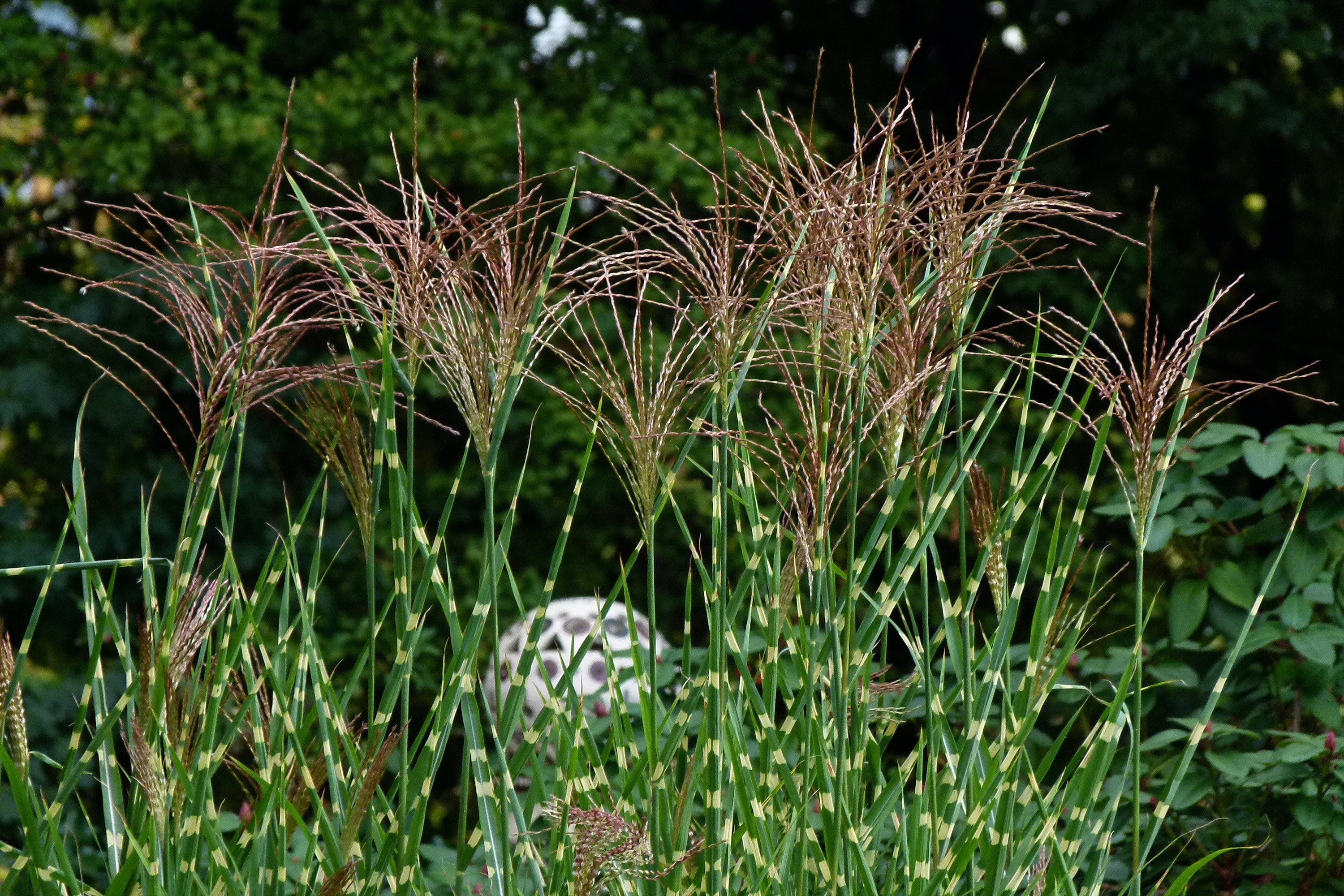 Miscanthus sinensis 'Strictus' (v) Ballyrobert Gardens