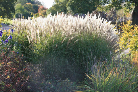 Miscanthus sinensis 'Undine'