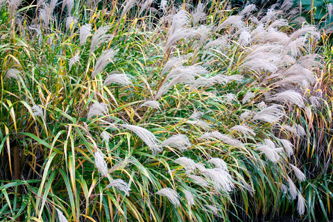 Miscanthus sinensis 'Zebrinus' (v)