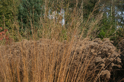 Molinia caerulea subsp. arundinacea 'Karl Foerster'