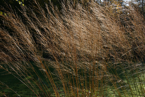 Molinia caerulea subsp. arundinacea 'Transparent'