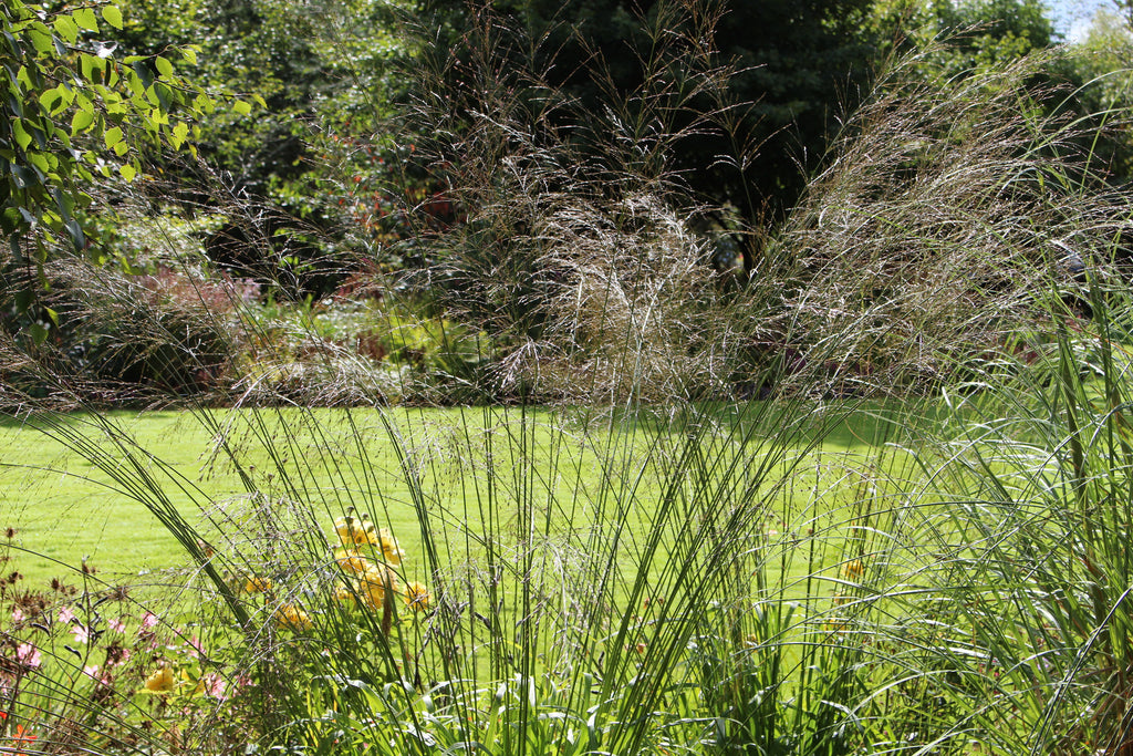 Molinia caerulea subsp. arundinacea Transparent Ballyrobert