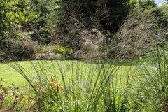 Molinia caerulea subsp. arundinacea 'Transparent'