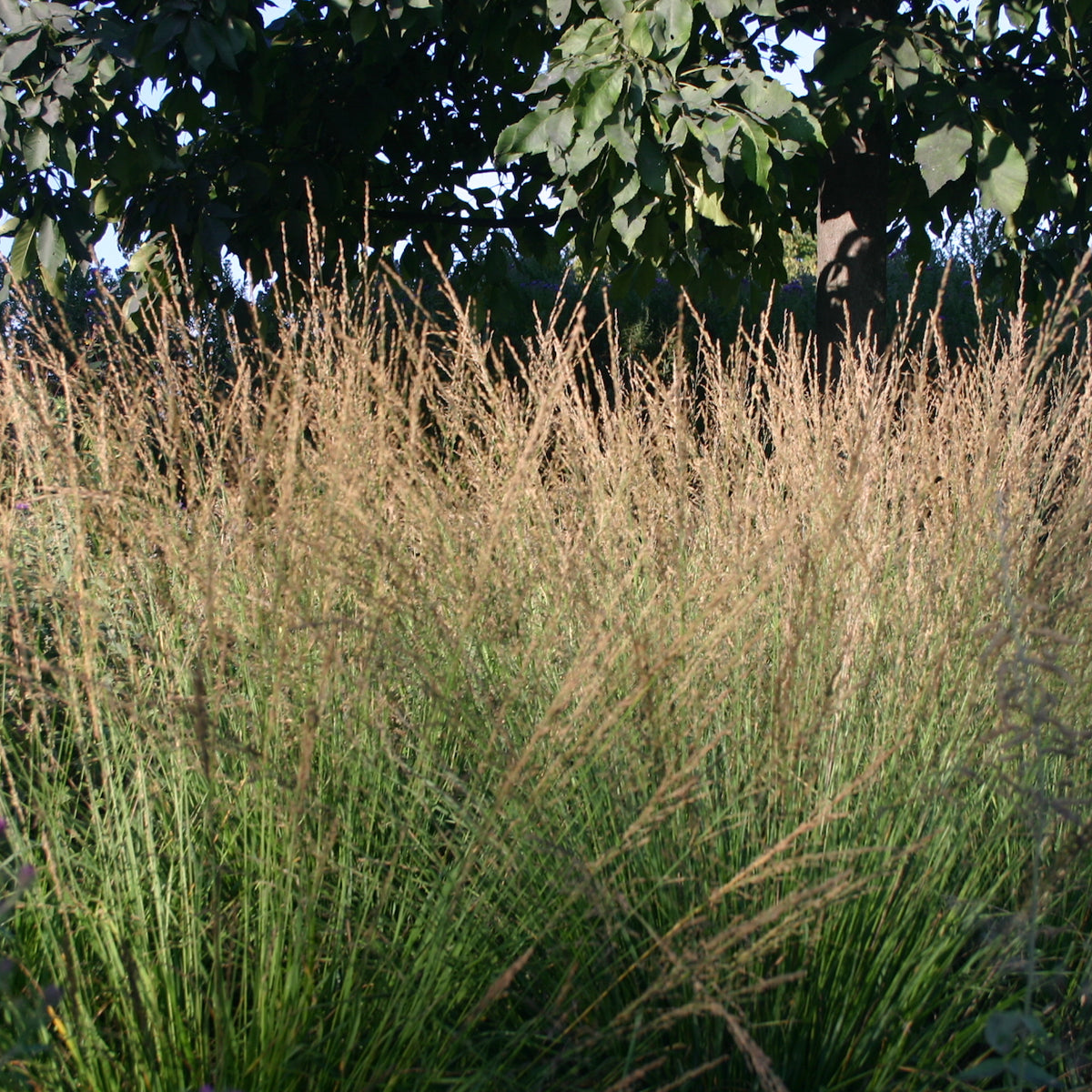 Molinia caerulea subsp. caerulea 'Moorhexe' – Ballyrobert Gardens
