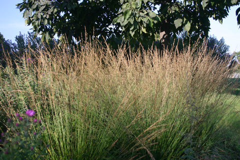 Molinia caerulea subsp. caerulea 'Moorhexe'