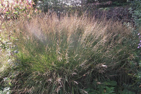 Molinia caerulea subsp. caerulea 'Edith Dudszus'