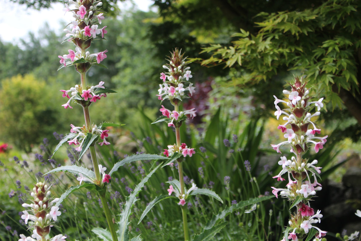 Morina longifolia – Ballyrobert Gardens