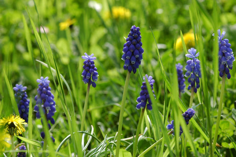 Muscari botryoides