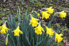 Narcissus obvallaris (13)