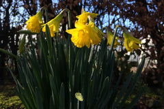 Narcissus obvallaris (13)