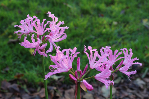 Nerine 'Pink Triumph'