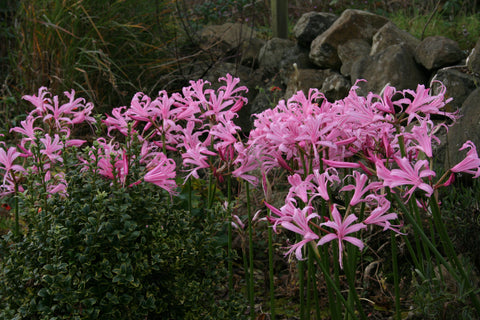 Nerine bowdenii