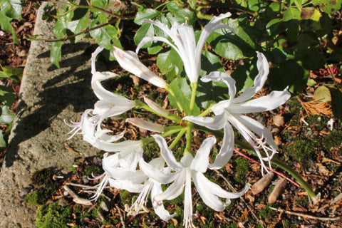 Nerine bowdenii 'Alba'