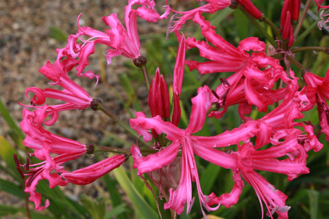 Nerine bowdenii 'Isabel'