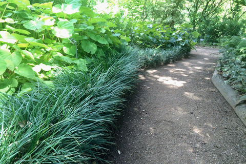 Ophiopogon japonicus