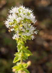 Origanum vulgare subsp. hirtum