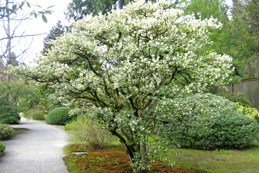 Osmanthus burkwoodii deals