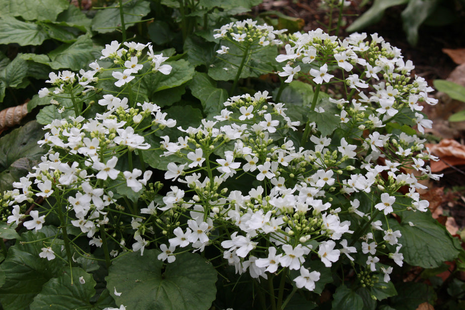 Plants Beginning With P Ballyrobert Gardens plants-beginning-with-p-ballyrobert-gardens