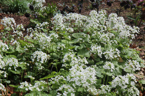 Pachyphragma macrophyllum